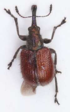 Image of <i>Neocoenorrhinus aequatus</i>