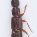 Sivun Medon apicalis (Kraatz 1857) kuva
