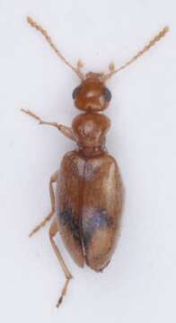 Image of <i>Anthicus bimaculatus</i>