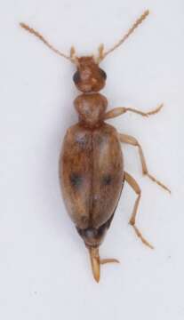 Image of <i>Anthicus bimaculatus</i>