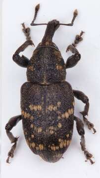 Image of large pine weevil