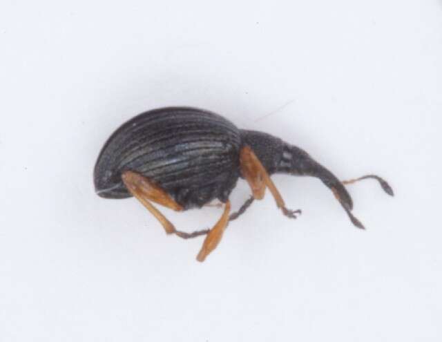 Image of Apionidae