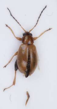 Image of <i>Longitarsus exsoletus</i>