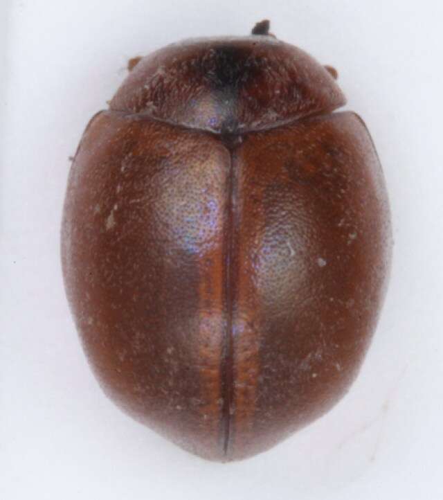 صورة Cynegetis impunctata