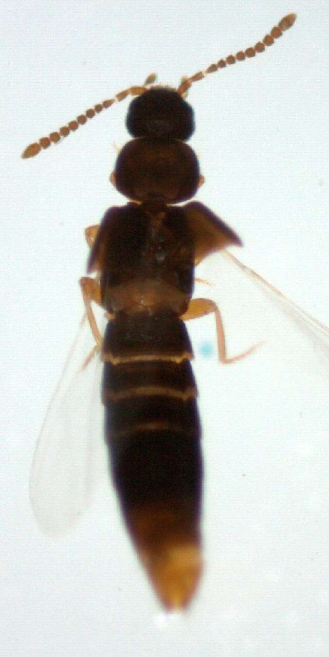 Image of <i>Atheta vilis</i>