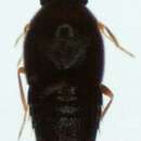 Image of Holobus flavicornis (Lacordaire 1835)