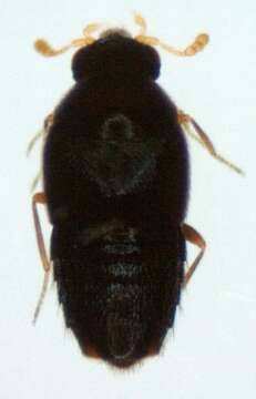 Image of Holobus flavicornis (Lacordaire 1835)