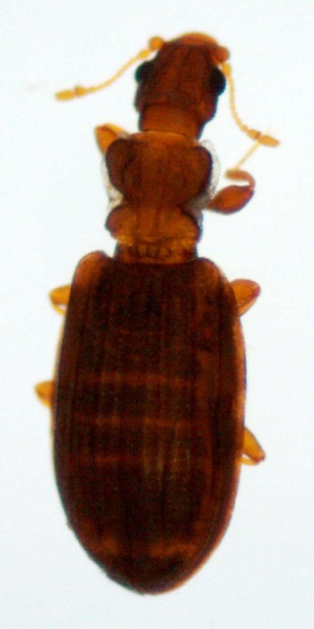 Image of Plaster Beetle