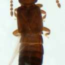 Sivun Thinobius (Thinobius) ciliatus Kiesenwetter 1844 kuva