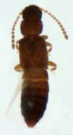 Imagem de Thinobius (Thinobius) ciliatus Kiesenwetter 1844