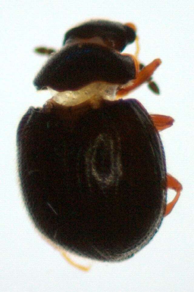 Image of <i>Aspidiphorus orbiculatus</i>