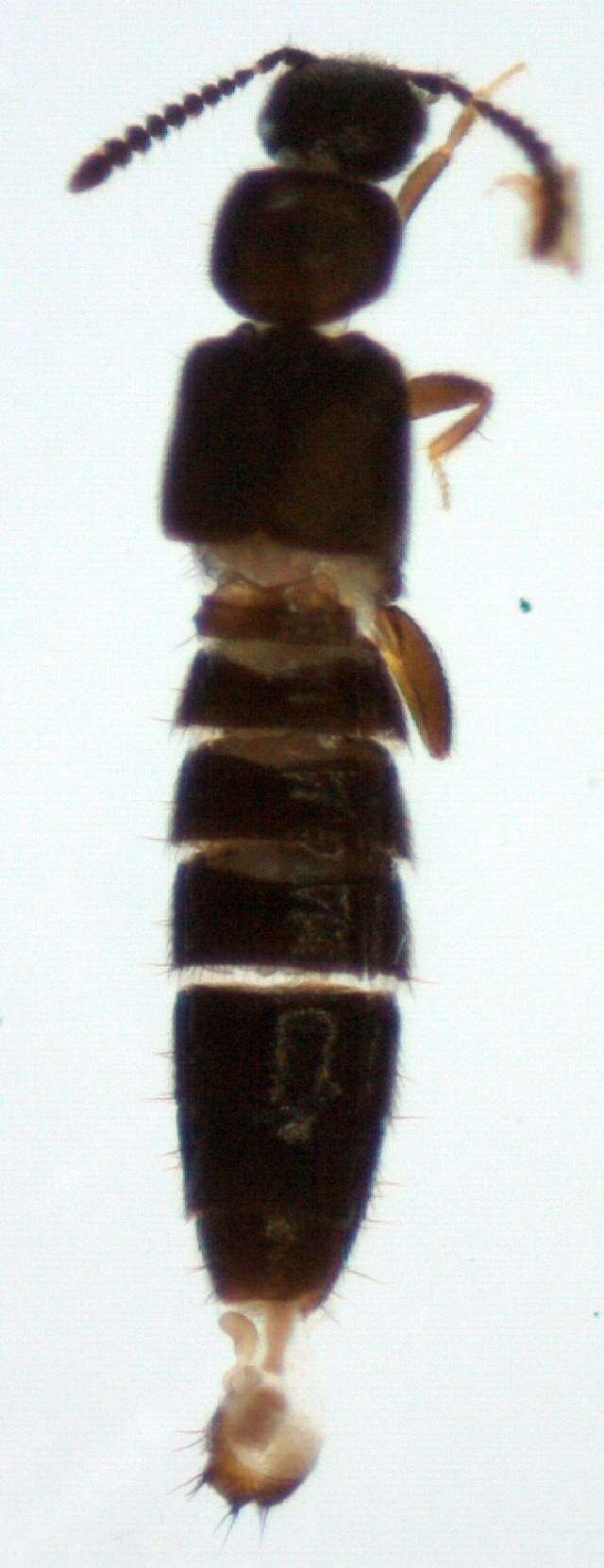 Image of Atheta (Microdota) nesslingi Bernhauer 1928