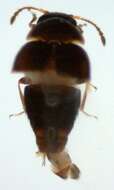 Image of Cypha tarsalis (Luze 1902)