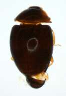 Image of minute hooded beetles