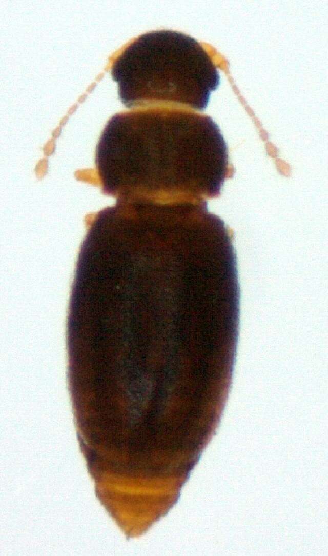 Слика од Ptilium exaratum (Allibert 1844)