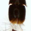 Image of Acrotrichis (Acrotrichis) montandonii (Allibert 1844)