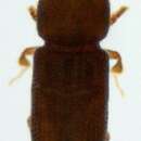 Image of Crypturgus subcribrosus Eggers 1933