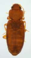 Imagem de Corticaria elongata Gyllenhal 1827