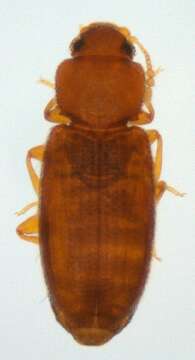 صورة Corticaria elongata Gyllenhal 1827