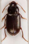 Image of Carabidae