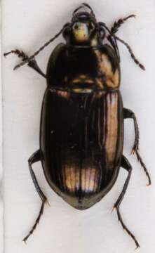 Amara (Amarocelia) erratica (Duftschmid 1812)的圖片