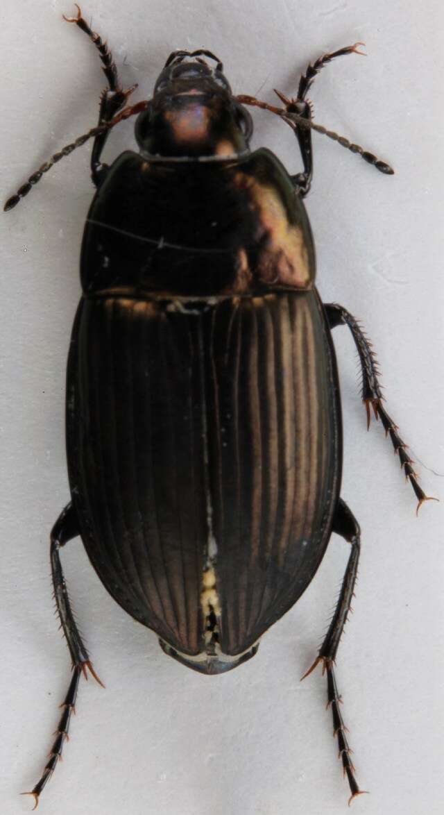 Image of Amara (Amara) eurynota (Panzer 1796)