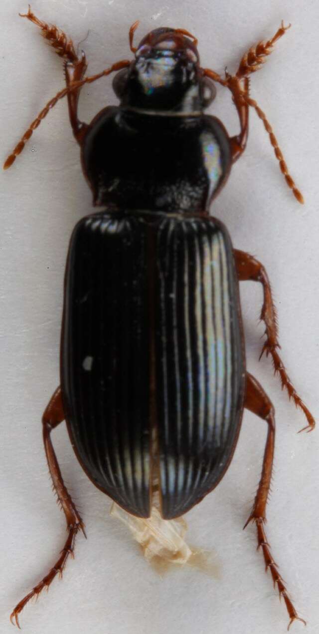 Image of Amara (Curtonotus) convexiuscula (Marsham 1802)