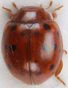 Image of Subcoccinella