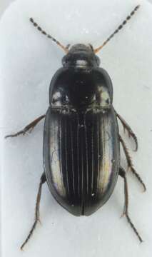 Image of Amara (Amara) tibialis (Paykull 1798)