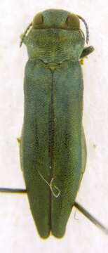 Image of Flatheaded Wood Borer