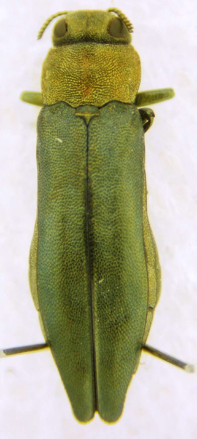 Image of Flatheaded Wood Borer