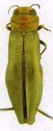 Image of Flatheaded Wood Borer