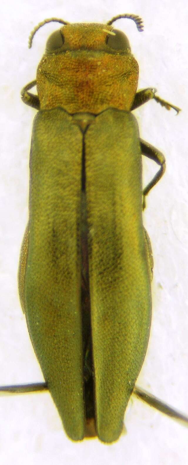 Image of Flatheaded Wood Borer