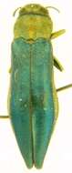 Image of Flatheaded Wood Borer