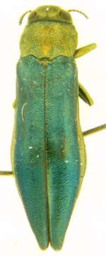 Image of Flatheaded Wood Borer
