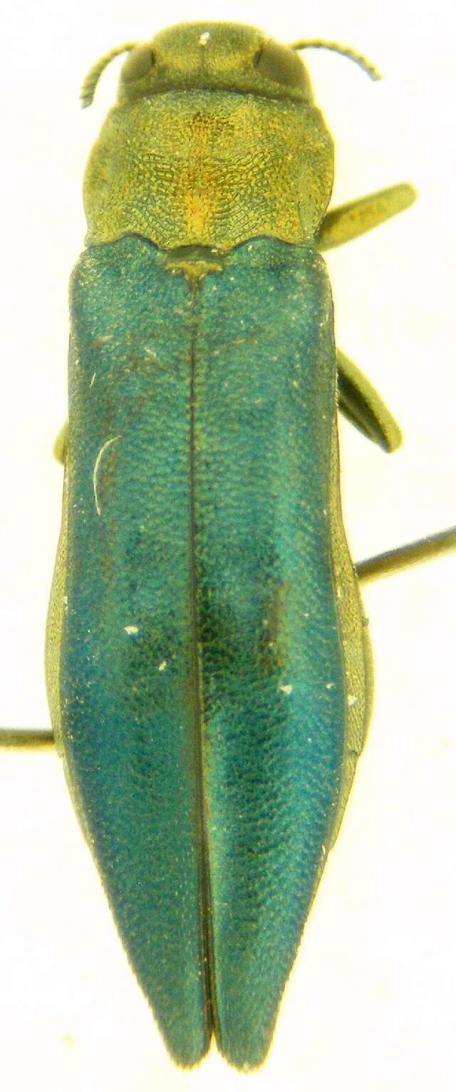 Image of Flatheaded Wood Borer