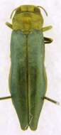 Image of Flatheaded Wood Borer