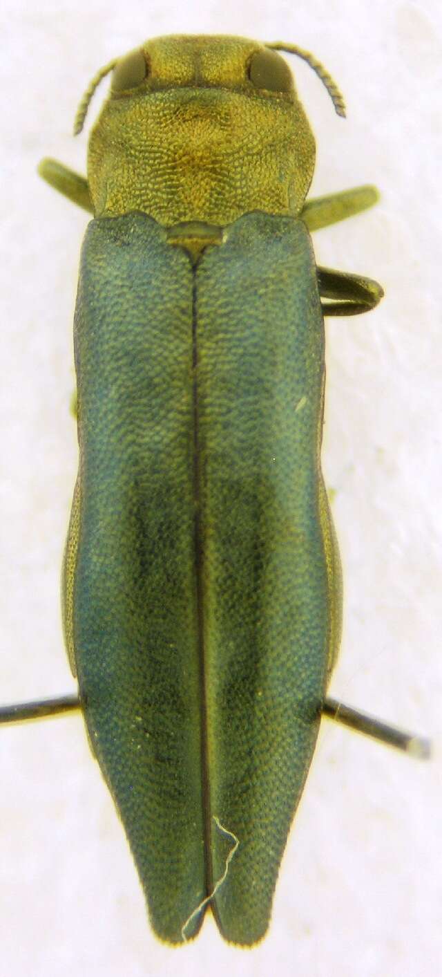 Image of Flatheaded Wood Borer
