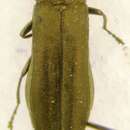 Imagem de Agrilus paludicola Krogerus 1922