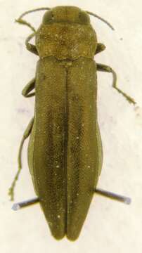 Image of Agrilus paludicola Krogerus 1922