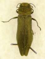 Image of Agrilus paludicola Krogerus 1922