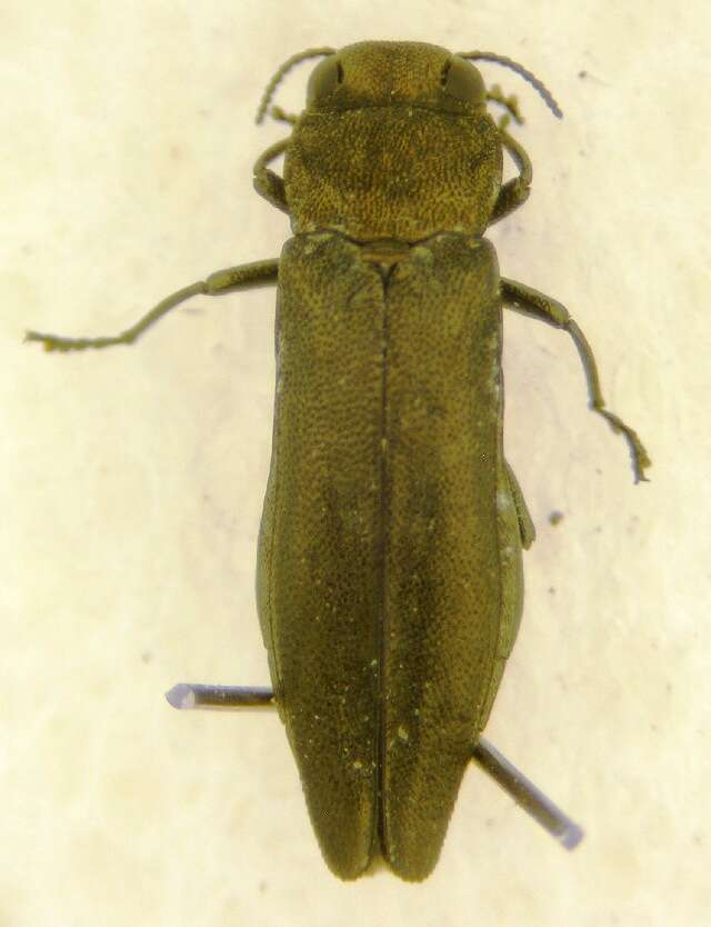 Image of Agrilus paludicola Krogerus 1922