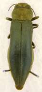 Image of Flatheaded Wood Borer