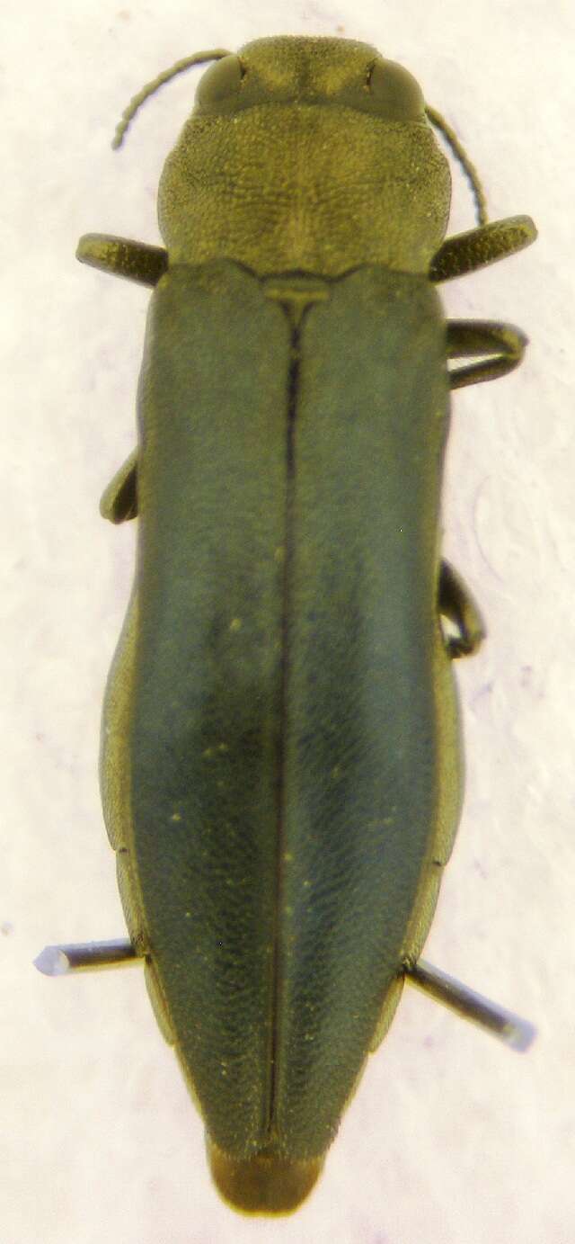 Image of Flatheaded Wood Borer