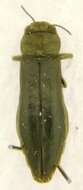 Image of Flatheaded Wood Borer