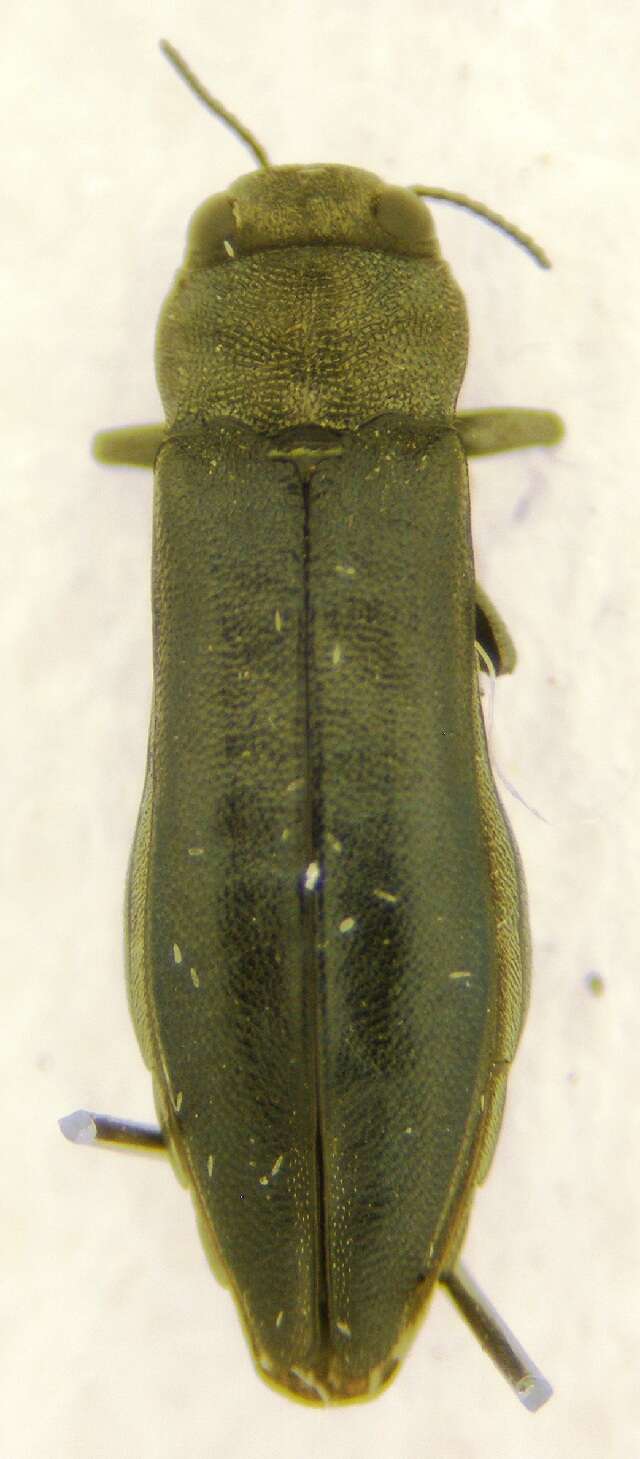 Image of Flatheaded Wood Borer