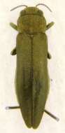 Image of Flatheaded Wood Borer