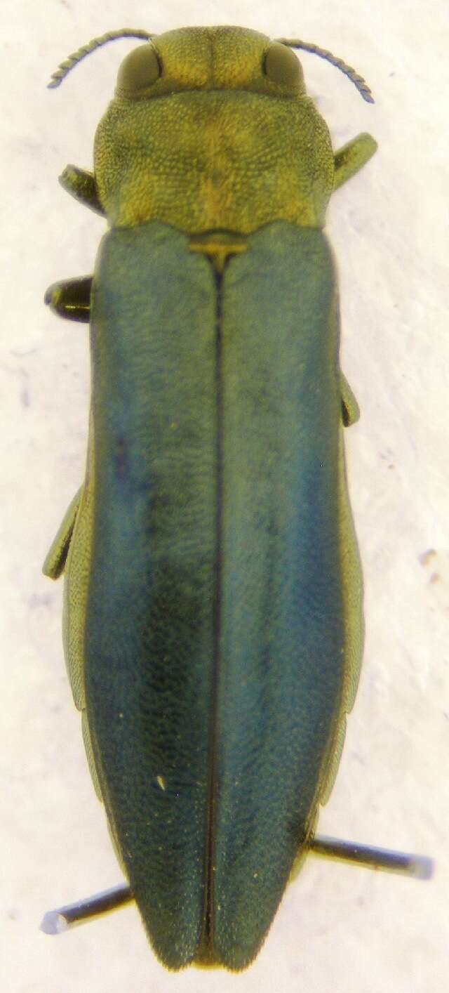 Image of Flatheaded Wood Borer