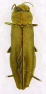 Image of Flatheaded Wood Borer