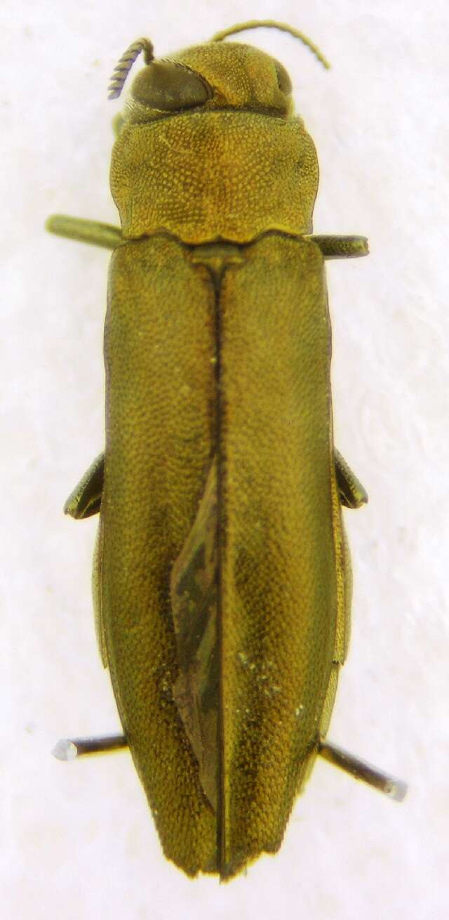 Image of Flatheaded Wood Borer